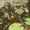 Naissance d'une fleur de Nénuphar dans la mare. LISE JALOUX